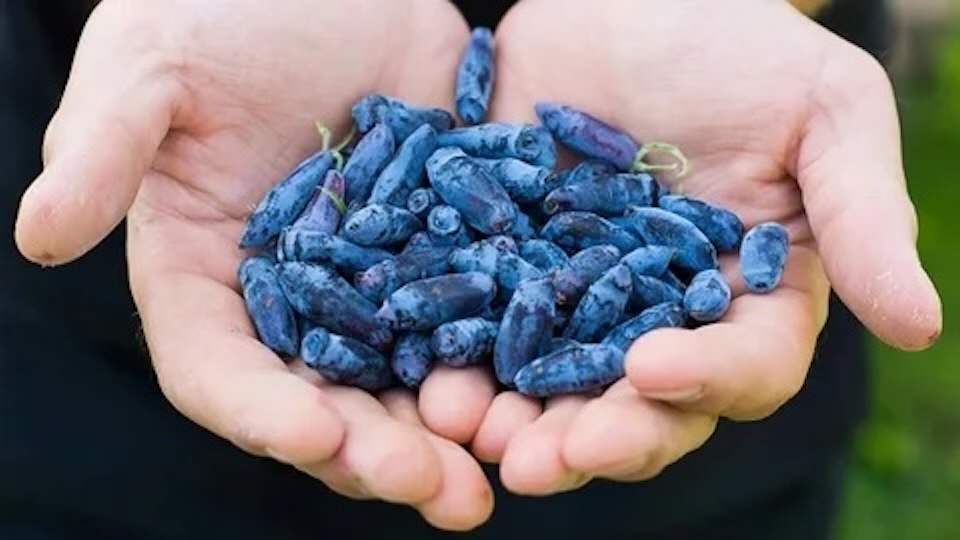 Bayas haskap antioxidantes